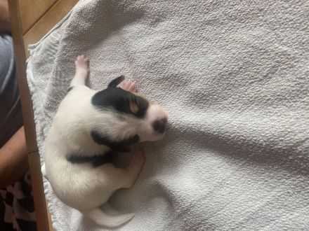 Jack Russel Welpen (5 Stück noch zuhaben)