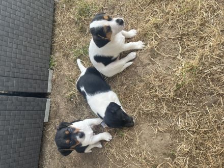 Jack Russel Welpen (5 Stück noch zuhaben)