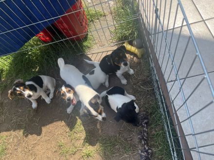 Jack Russel Welpen (5 Stück noch zuhaben)