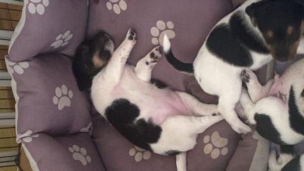 Jack Russel Welpen (5 Stück noch zuhaben)