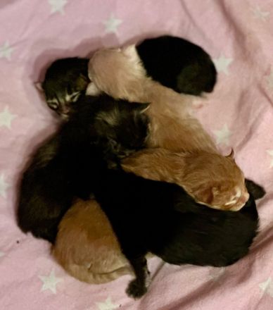 Unsere Maine Coon Kitten sind geboren. Wir suchen dich / euch !