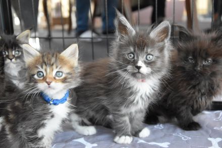 Unsere Maine Coon Kitten sind geboren. Wir suchen dich / euch !