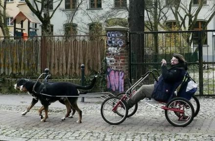 Großer Schweizer Sennenhund Welpe Rüde m. Papieren