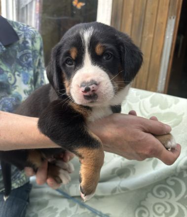 Großer Schweizer Sennenhund Welpe Rüde m. Papieren