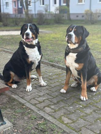 Großer Schweizer Sennenhund Welpe Rüde m. Papieren