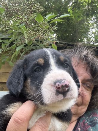 Großer Schweizer Sennenhund Welpe Rüde m. Papieren