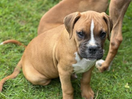 Boxer Welpen suchen ein Zuhause