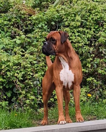 Boxer Welpen suchen ein Zuhause