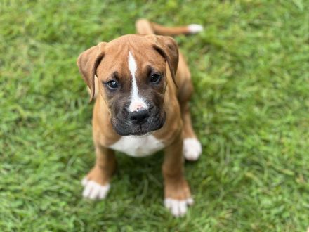 Boxer Welpen suchen ein Zuhause