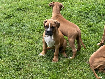 Boxer Welpen suchen ein Zuhause