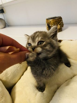 Reinrassige BKH Kitten (geimpft und gechipt)