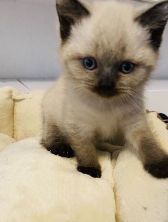 Reinrassige BKH Kitten (geimpft und gechipt)