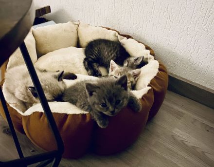 Reinrassige BKH Kitten (geimpft und gechipt)