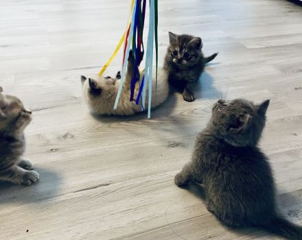 Reinrassige BKH Kitten (geimpft und gechipt)