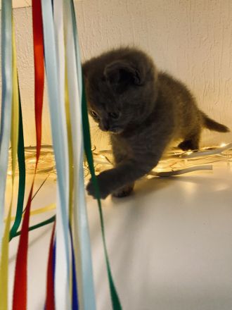 Reinrassige BKH Kitten (geimpft und gechipt)