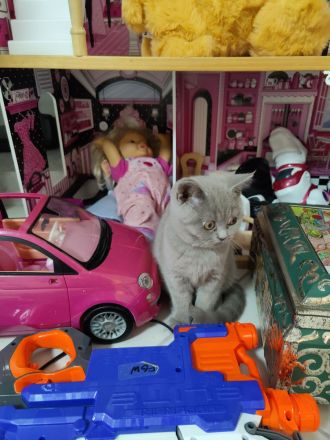 BKH Britisch kurzhaar