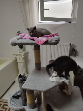 BKH Britisch kurzhaar