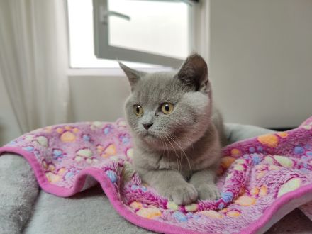 BKH Britisch kurzhaar