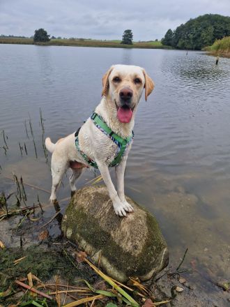Wurfplanung 2026/2027 - reinrassige Labrador Welpen