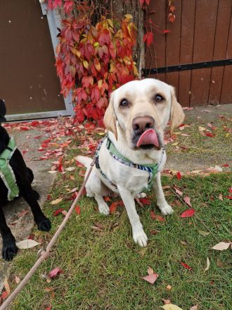 Wurfplanung 2026/2027 - reinrassige Labrador Welpen