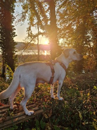 Wurfplanung 2026/2027 - reinrassige Labrador Welpen