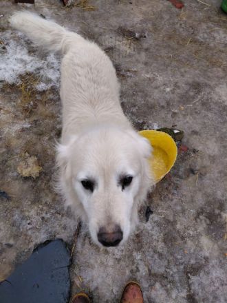 Golden Retriever in bestes Endzuhause abzugeben