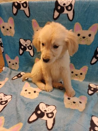 Golden Retriever Babys in bestes Endzuhause abzugeben