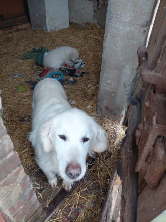 Golden Retriever in bestes Endzuhause abzugeben