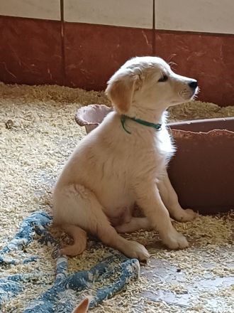 Golden Retriever Babys in bestes Endzuhause abzugeben