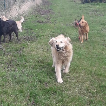 Golden Retriever in bestes Endzuhause abzugeben