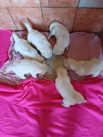 Golden Retriever Babys in bestes Endzuhause abzugeben