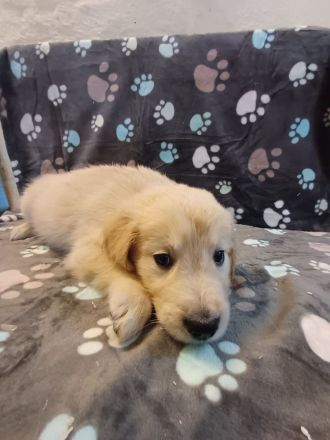 Golden Retriever Babys in bestes Endzuhause abzugeben
