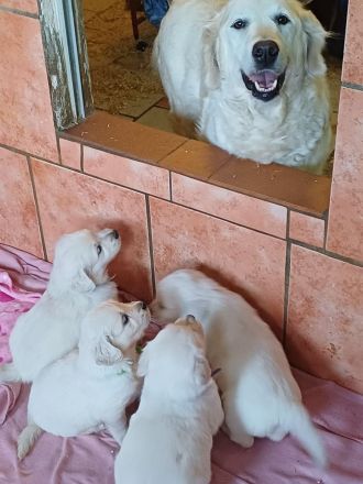 Golden Retriever Babys in bestes Endzuhause abzugeben