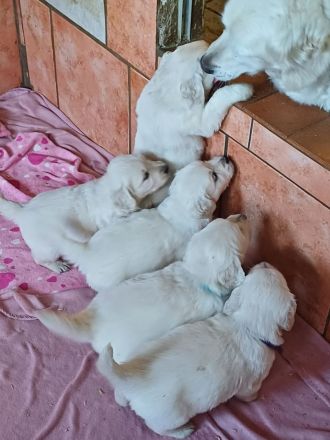 Golden Retriever Babys in bestes Endzuhause abzugeben