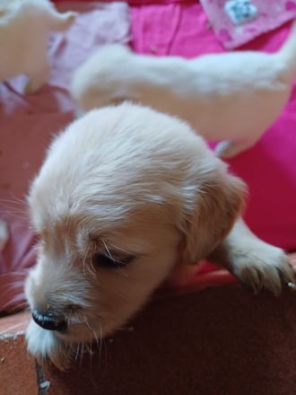 Golden Retriever Babys in bestes Endzuhause abzugeben