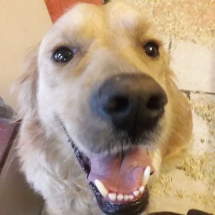 Golden Retriever in bestes Endzuhause abzugeben