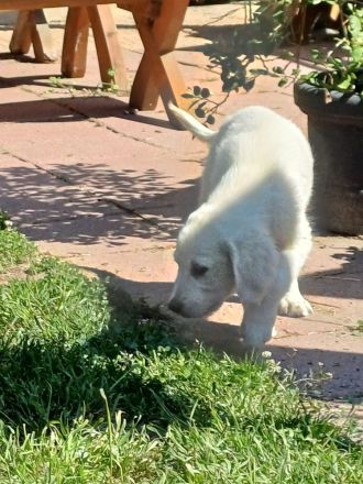 Golden Retriever in bestes Endzuhause abzugeben
