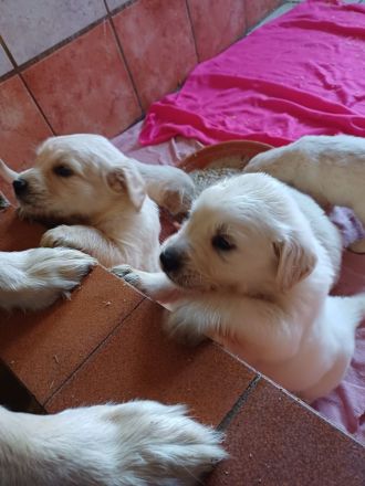 Golden Retriever Babys in bestes Endzuhause abzugeben