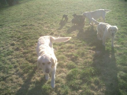 Golden Retriever in bestes Endzuhause abzugeben