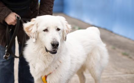Hallo, ich heiße Bahar und suche ein liebevolles Zuhause.