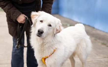 Hallo, ich heiße Bahar und suche ein liebevolles Zuhause.