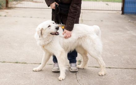 Hallo, ich heiße Bahar und suche ein liebevolles Zuhause.