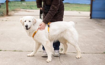 Hallo, ich heiße Bahar und suche ein liebevolles Zuhause.