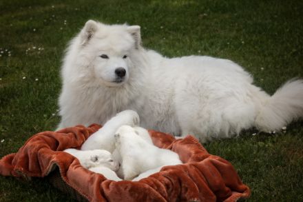 Samojede vom Finkenhain