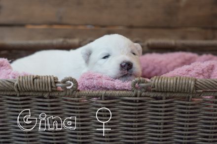 Samojede vom Finkenhain