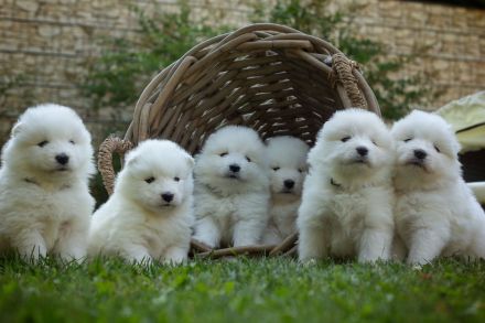 Samojede vom Finkenhain