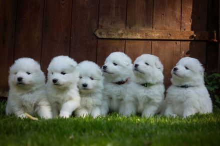 Samojede vom Finkenhain