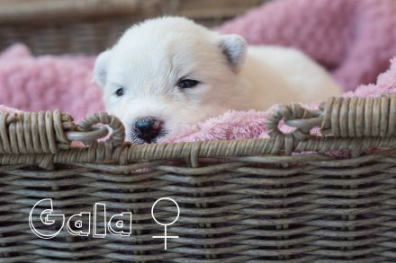 Samojede vom Finkenhain