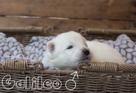 Samojede vom Finkenhain