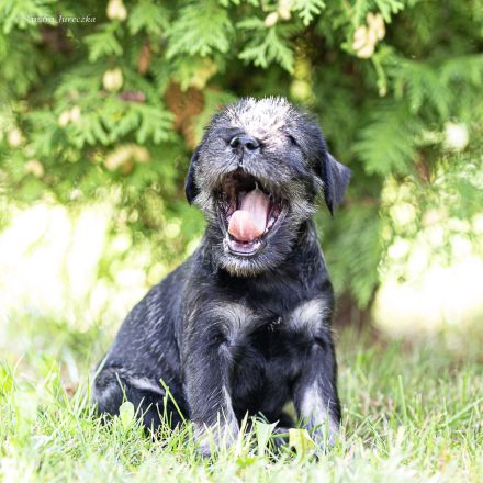 Mittelschnauzer-Welpen in Pfeffer und Salz